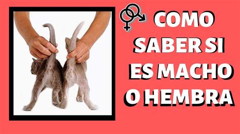 sexo con cabra|Identificando el género: Cómo saber si una cabra es macho o。